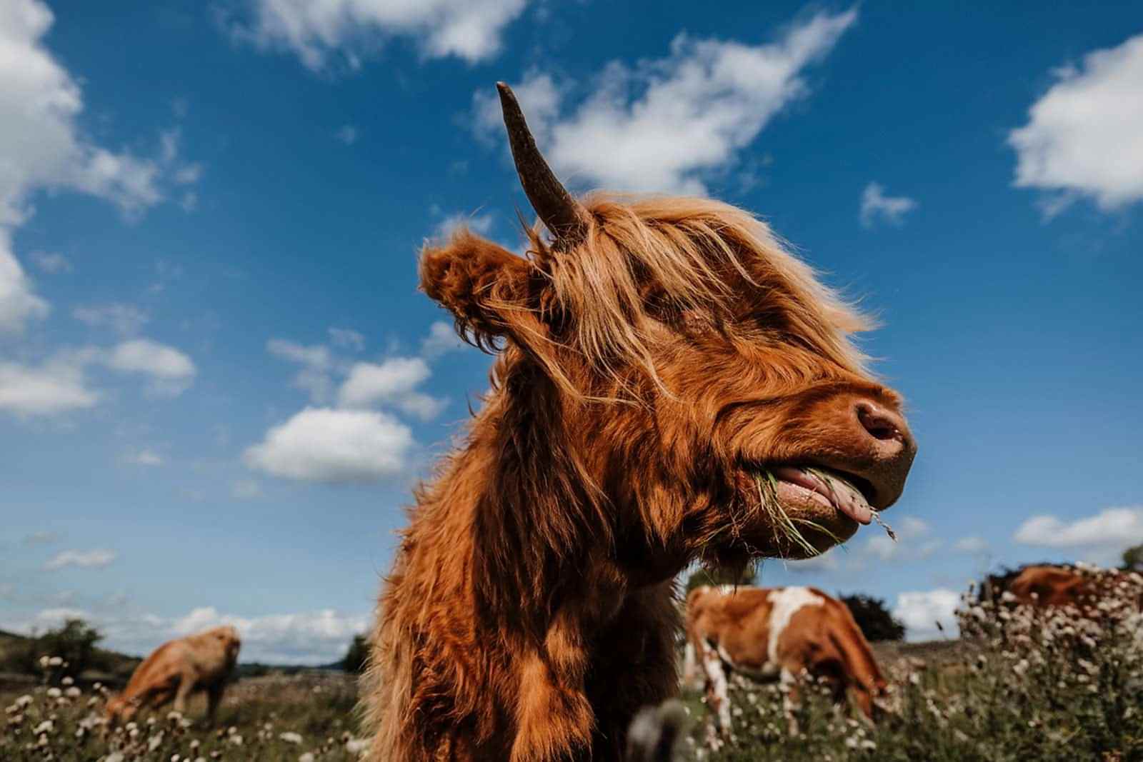 Dovecote Park Cattle